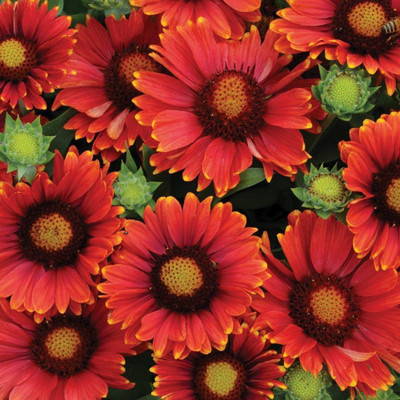 Avysa Arizona Red Shades Gaillardia Plant Seed(70 per packet)