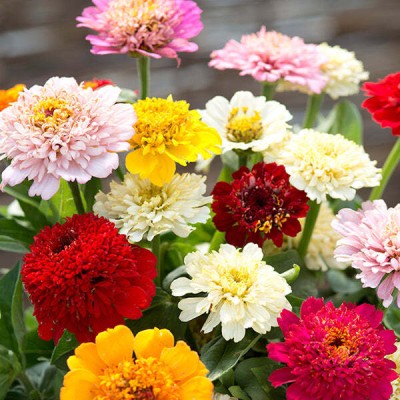 XOLDA Zinnia Mix Flower Seed(50 per packet)