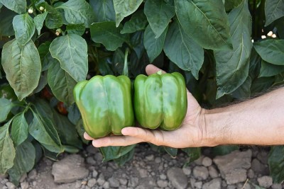 Qualtivate PUAS-2A California Wonder Capsicum Sweet Pepper Seeds Seed(100 per packet)