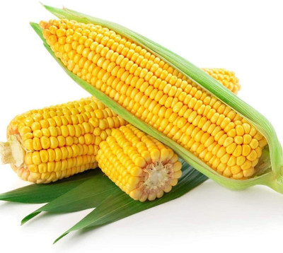 CYBEXIS Common Corn Seeds2000 Seeds Seed(2000 per packet)