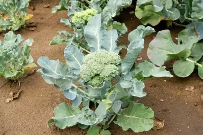 MAA Broccoli Seed(100 per packet)