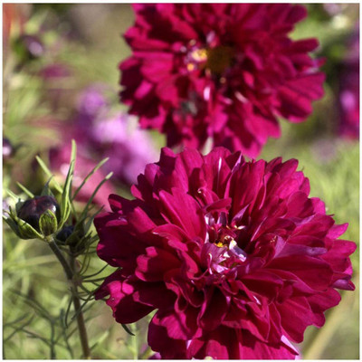 CYBEXIS Cosmos 'Double Click Cranberries' Seeds. Cosmos Cranberries Seed(1 g)