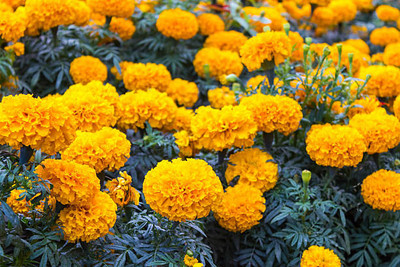 BDSreolve marigold/gende ka phool flower seeds Seed(50 per packet)