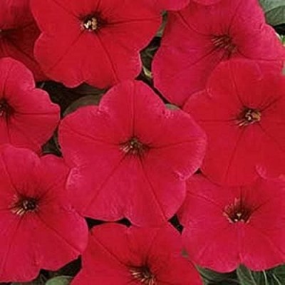 Qualtivate NDIR-300 Petunia Easy Wave Red Annual Seeds Seed(50 per packet)