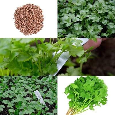 AMAJIT F1 Coriander, Dhaniya Planting Seed Seed(50 per packet)