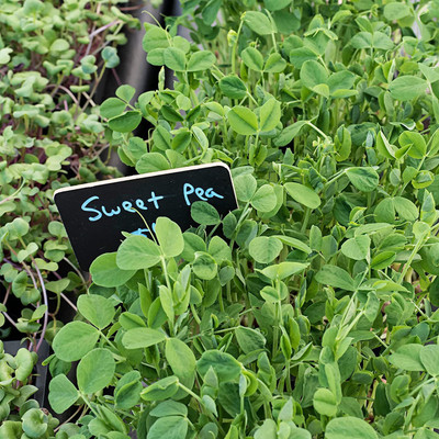 CYBEXIS NDIR-34 - Sweet Green Pea Sprouting - (900 Seeds) Seed(900 per packet)
