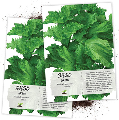 WILLVINE Green Shiso (Perilla frutescens)-2 x Packet Seed(200 per packet)