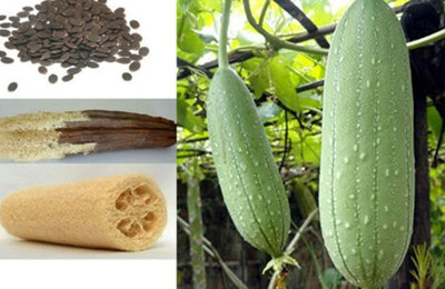CYBEXIS Loofah Gourd Sponge Annual Plant Luffa Melon200 Seeds Seed(200 per packet)