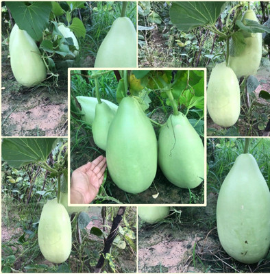 BSARKAR Round louki/ round bottle gourd seed Seed(20 per packet)