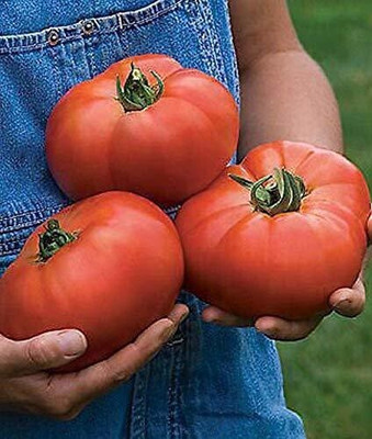 KANAYA Tomato Seed(800 per packet)