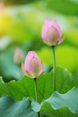 AGRODAK lotus,kamal gatta Seed(10 per packet)