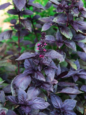 WILLVINE HUA-28 Red Rubin Purple Basil Seed(1000 per packet)