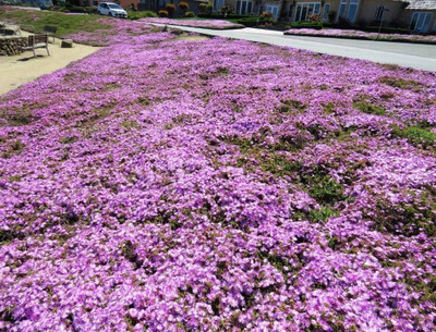 CYBEXIS LX-64 - Ground Cover Creeping Thyme - (1350 Seeds) Seed(1350 per packet)