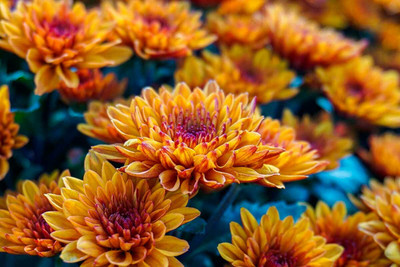 XOLDA Exotic chrysanthemum Seed(15 per packet)