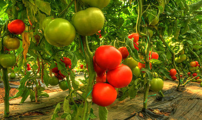 MrGrow tomato Seed(115 per packet)