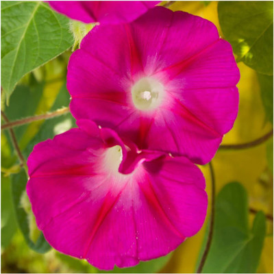 WILLVINE ™ Scarlet O' Hara Morning Glory (Ipomoea nil)-2000 SEEDS Seed(2000 per packet)