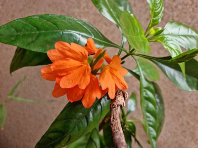 GardenUp kanakambaram-firecracker-crossandra Seed(70 per packet)