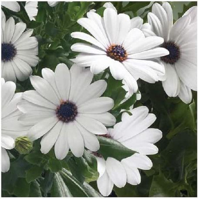 CYBEXIS Osteospermum ecklonis/Cape Daisy/Seeds Seed(1 g)
