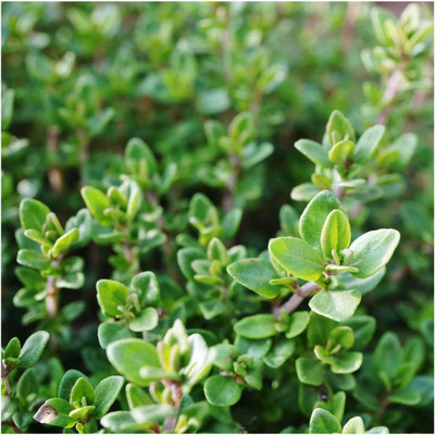 Qualtivate RES-1A Common Thyme, Garden Thyme Seed(50 per packet)
