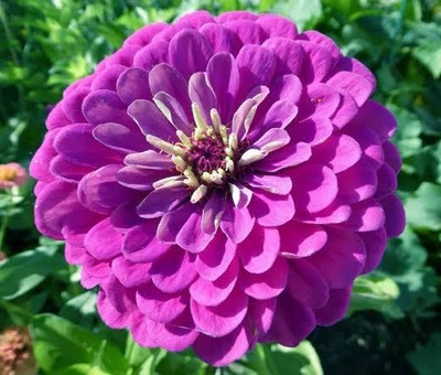 Greenfall Color Burst Zinnia Flower Seeds - 28 Pack of Mixed Colors for Stunning Blooms Seed(30 per packet)