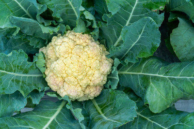 Herbex white cauliflower,gobhee seeds Seed(30 per packet)