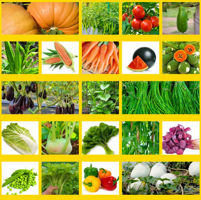 Pbevergreen Summer Vegetable Seeds Combo Pack With 20 varieties Seed(2107 per packet)