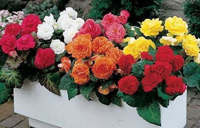 CYBEXIS LX-81 - Mix Begonia - (90 Seeds) Seed(90 per packet)