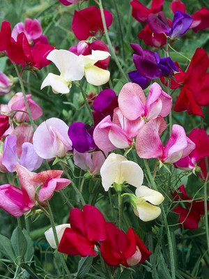CYBEXIS Little Sweetheart Sweet Pea Mixture Seed(50 per packet)