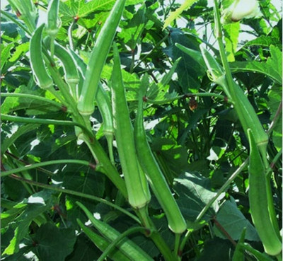 Arshiayat lady finger seeds/bhindi seeds/okra seeds/hybrid lady finger Seed(150 per packet)