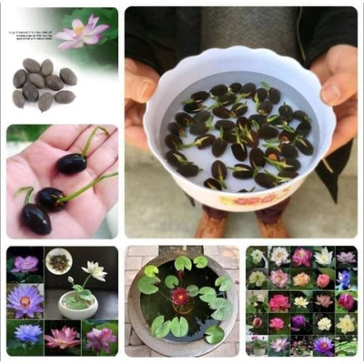 DEYS AGRO ™ lotus,kamal Seed(14 per packet)