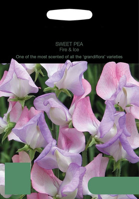 CYBEXIS Sweet Pea Seed(50 per packet)
