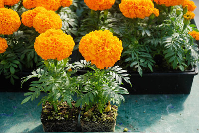growfine marigold/gende ka phool flower seeds Seed(75 per packet)