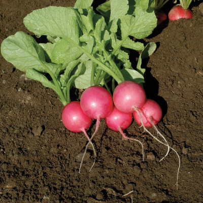 JD AGRO Radish Red Round Seed(20 per packet)