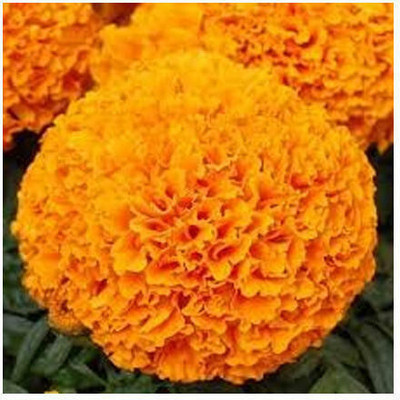 Avysa African Marigold Seeds for Planting Outdoors Orange Seed(1000 per packet)