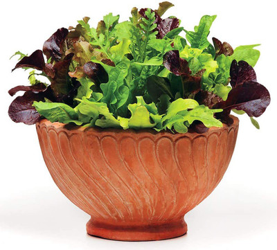 CYBEXIS HUA-48 - This is A Mix!!!Lettuce Mix 21 Varieties - (1350 Seeds) Seed(1350 per packet)