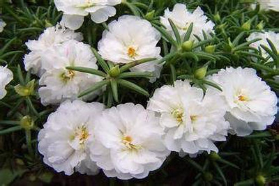 ACCELCROP Portulaca, 10 O clock Seed(90 per packet)