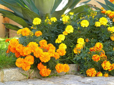 Radhakrishna marigold/gende ka phool flower seeds Seed(75 per packet)