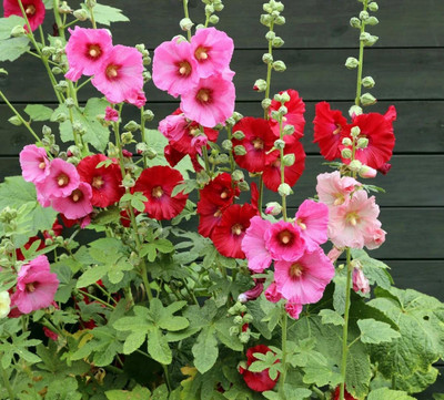 Aywal Hollyhock F1 Dwarf Flower Seeds For Kitchen Gardening Seed(40 per packet)
