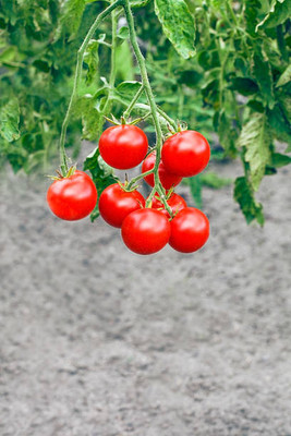 Kishori Creation tomato Seed(85 per packet)