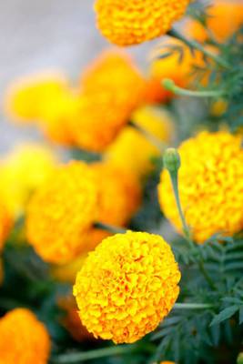 Alkarty marigold/gende ka phool flower seeds Seed(75 per packet)