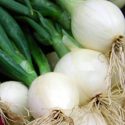CYBEXIS VVI-72 - Crystal White Wax Onion - (4500 Seeds) Seed(4500 per packet)