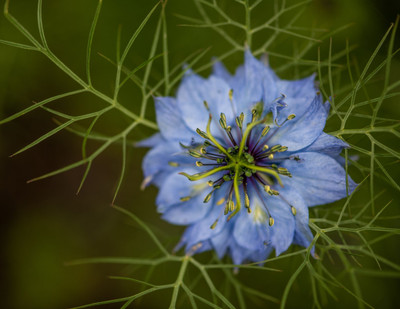 BDSresolve nigella sativa/kalonji seeds 130 Seed(132 per packet)
