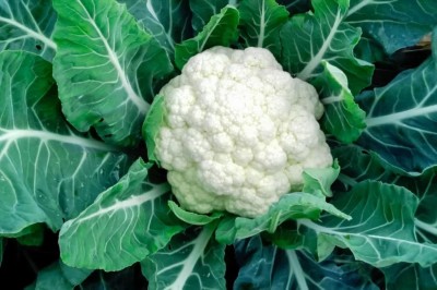 Lorvox Early Kunwari Cauliflower Variety Seed(1500 per packet)