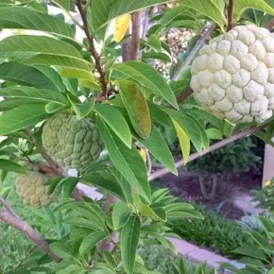 Aro Custard Apple, sitafal, sitaphal Seed(22 per packet)