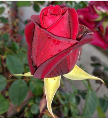 greenfarm NXC- Fragrant Rose Flower Seeds/ Rosa Seeds, 70 X Seeds , JEK11 Seed(70 per packet)
