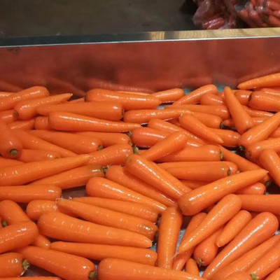 VINSIN Orange Carrot (Gajar) Seed(500 per packet)