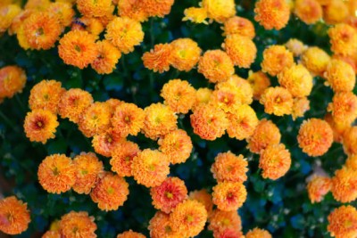 Oliver marigold,gende ka phool seeds Seed(22 per packet)