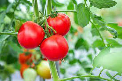 XOLDAA hybrid f1 quality tomato seeds Seed(30 per packet)