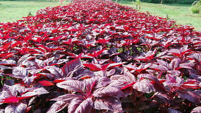 seedito Red Kerala Spinach Seeds/Red Spinach Seeds For Planting Seed(440 per packet)