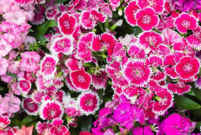 the green dotcom Sweet William Flower Seed(105 per packet)
